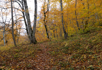 an autumn sunny day, a natural landscape, a walk through the forest park with an overview of the area