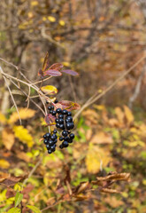 an autumn sunny day, a natural landscape, a walk through the forest park with an overview of the area
