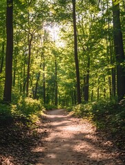 Fototapeta premium Peaceful Forest Path with Sunlit Trees and Greenery - Explore the Tranquil Wilderness and Scenic Nature Trail