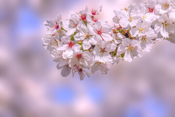 桜の開花イメージ