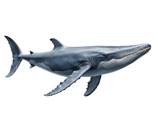 Fototapeta premium Humpback Whale in the Ocean