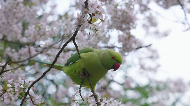A green parakeet perches on a cherry blossom tree in full bloom, interacting with the flowers. Subtle movements and blurred greenery add to the scene.