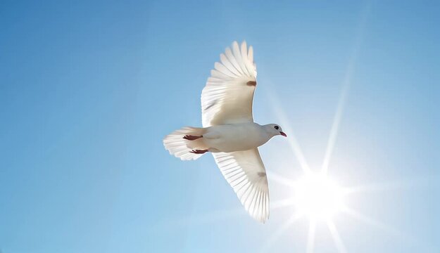 White dove flying in blue sky with bright sun