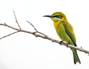 Obraz premium Little Green Bee-eater Perched on a Branch