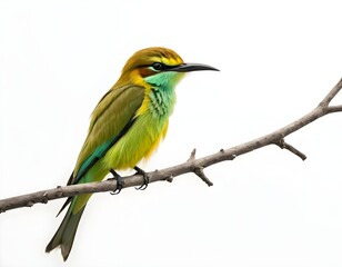 Obraz premium Green Bee-eater Bird on Branch