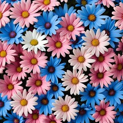 Fototapeta premium Vibrant Pink, Blue, and White Osteospermum Flowers