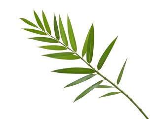 Fototapeta premium Green Bamboo Branch Isolated on White