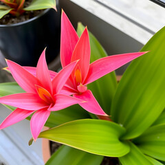 Obraz premium a vibrant pink and orange bromeliad with delicate white background