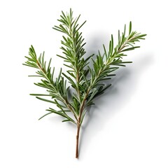 Fototapeta premium Fresh Rosemary Sprig Isolated on White