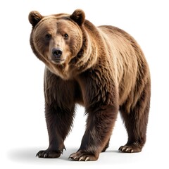 Fototapeta premium Brown Bear Standing Isolated on White Background