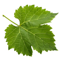 Grapes leaf isolated on transparent background