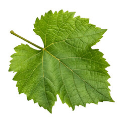 Grapes leaf isolated on transparent background