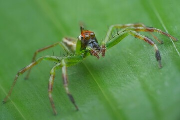 This is a vibrant green jumping spider with reddish-orange markings on its head and legs. Its large front eyes give it excellent vision for hunting, 12 april 2025 Indonesia