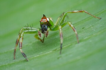 This is a vibrant green jumping spider with reddish-orange markings on its head and legs. Its large front eyes give it excellent vision for hunting, 12 april 2025 Indonesia