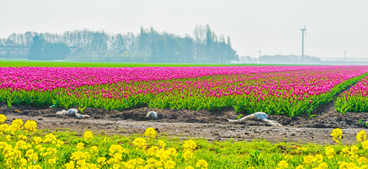 Obraz premium Colorful flowers growing in an agricultural field, Almere, Flevoland, The Netherlands, April 11, 2025