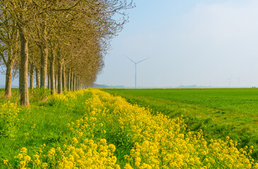 Colorful flowers growing in an agricultural field, Almere, Flevoland, The Netherlands, April 11, 2025