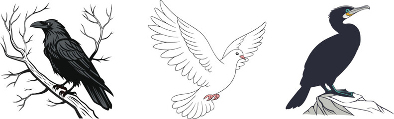 Obraz premium Raven, Dove, and Cormorant Bird Illustration – Unique Avian Artwork Collection