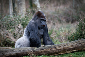 Gorille