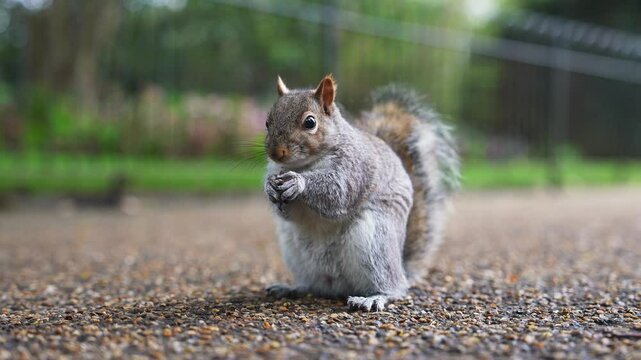A gray squirrel sits on a paved path in a London park, holding and nibbling food. The background shows greenery and a fence, creating a natural setting.