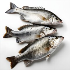 Obraz premium Three Fresh Sea Bass Fish on White Background