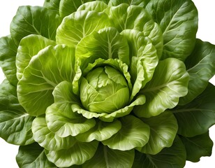 Obraz premium Fresh Green Lettuce Head