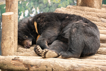Grizzly bear in the Chengdu Zoo, China