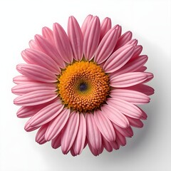 Pink Osteospermum Flower
