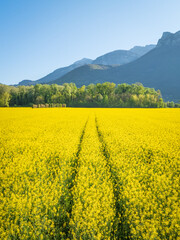 Champ de Colza sous fond de montagne