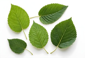 Fototapeta premium Five Green Leaves on White Background