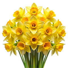 Fototapeta premium Vibrant yellow daffodils bouquet isolated on transparent background