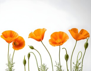 Obraz premium Orange Poppy Flowers on White Background