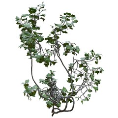 Climbing plants creepers vine isolated on white background 3d illustration