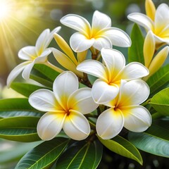 Plumeria Flowers in Sunlight