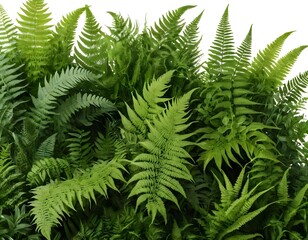 Lush Green Fern Background