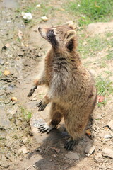 meerkat on the ground