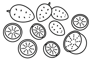 feijoa line art modern botanical illustration with details