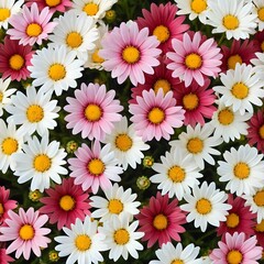 Pink and White Marguerite Daisies