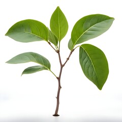 Fototapeta premium Young Plant Sprout with Vibrant Green Leaves