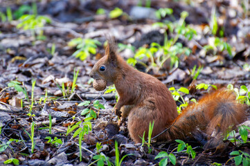 a red squirrel holding a nut in its teeth in the forest