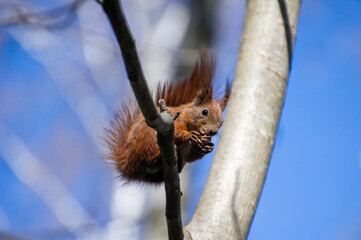 a red squirrel sitting  on a tree branch and eating a nut