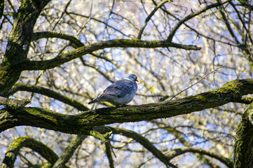 blue pigeon  on a tree branch