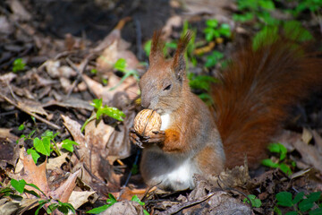 a red squirrel eating nut in the park