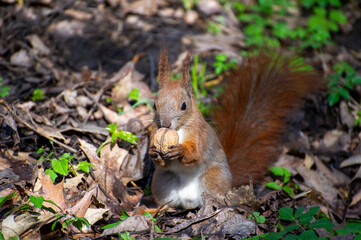 a red squirrel eating nut in the park