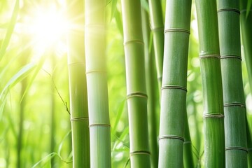 Obraz premium Beautiful green bamboo forest background with sunlight shining through the tall tree trunks, sunny day, fresh and natural wallpaper, close-up of bamboo trees in nature, Nature wallpaper