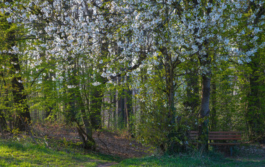 Obraz premium An der Alten Weinstraße Marburg, oberer Rotenberg zur Baumblüte