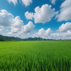 Obraz premium Lush Green Rice Paddy Field Under Blue Sky with Mountains