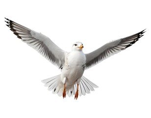 Obraz premium Seagull in Flight, Wings Spread