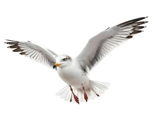 Fototapeta premium Seagull in Flight, Wings Spread