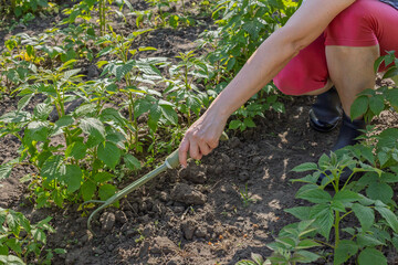 Farmer is loosening soil around raspberry bushes using a hand garden rake.
