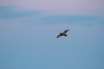 Prarie Chicken in flight